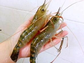 国产对白虾是淡水虾吗,揭秘淡水与海水虾的奥秘